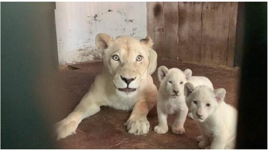 20 il sonra dünyaya gələn bu heyvan böyük marağa səbəb oldu