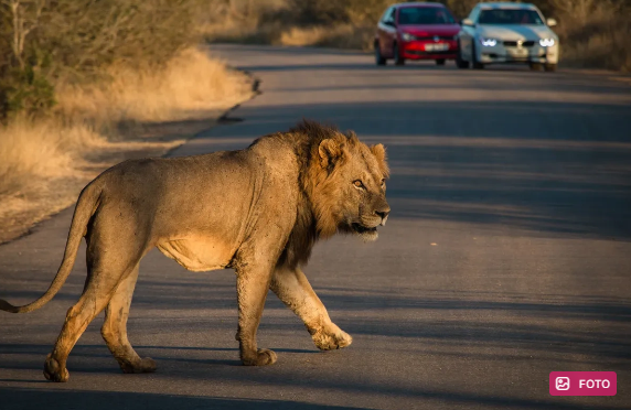 Afrikada heyvanlar kütləvi şəkildə ölür: Bəbirlər və şirlər tamamilə yox ola bilər