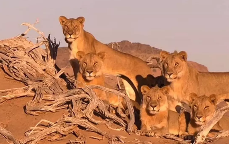 Məşhur iş adamı aslanların hücumuna məruz qaldı