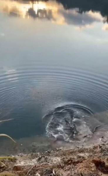 Balıq tutan kişini ailəsinin önündə TİMSAH YEDİ - FOTOLAR