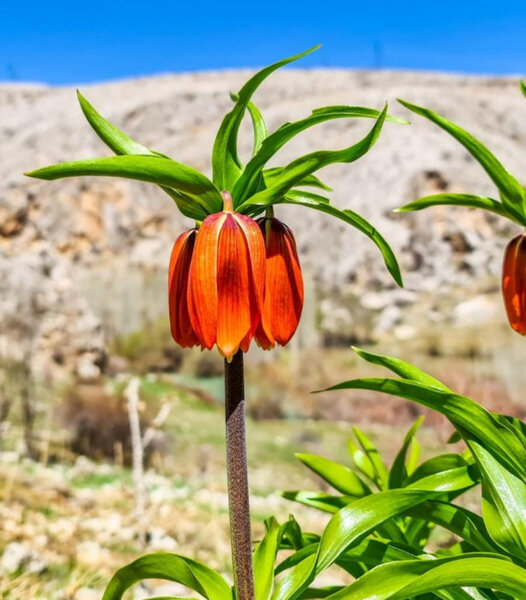 Bu gülü qoparanlara ŞOK CƏRİMƏ - 9270 manat - FOTO