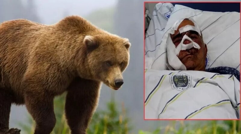 70 yaşlı kişi ayı hücumuna məruz qaldı