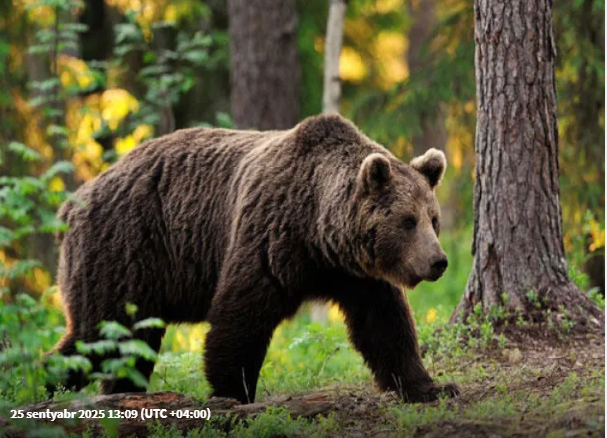 Ayı səhər tezdən qadını parçaladı