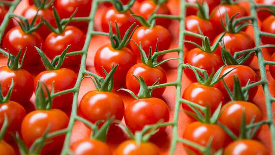 "Ayşən LTD" MMC-nin sahibinin daha bir biznesi - O Rusiyaya...