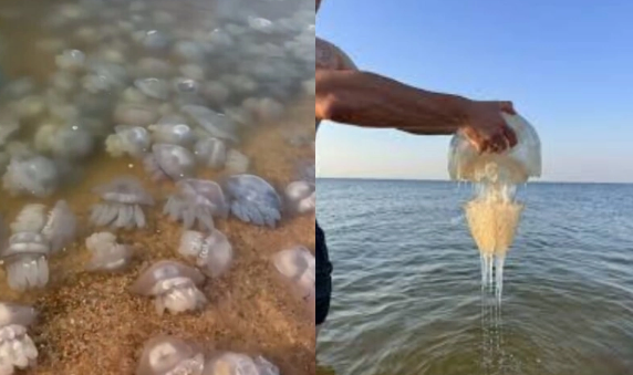 Azov dənizində fövqəladə vəziyyət: Sahilə minlərlə zəhərli meduza çıxıb