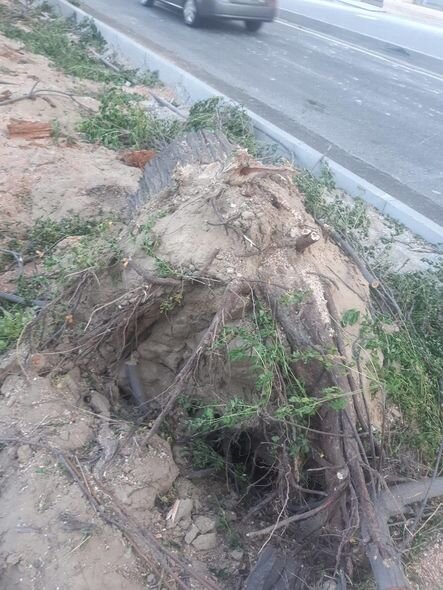 Bakıda ağacların kökündən çıxarılması ilə bağlı icra hakimiyyətindən AÇIQLAMA - YENİLƏNİB + FOTO/VİDEO