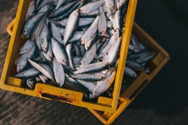 Həştərxan şirkətləri Azərbaycana balıq məhsullarının ilk tədarükünə başlayıb