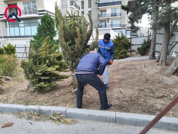 Xətaidə qanunsuz çıxarılan ağaclar yenidən torpağa basdırıldı - FOTO