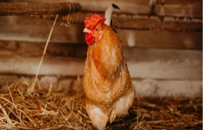 Bunu hinə qoyun - Toyuqlar üşüməyəcək və yumurtlayacaq