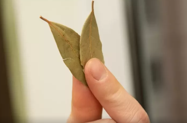 Dəfnə yarpağı sayəsində milyonlar qazandı