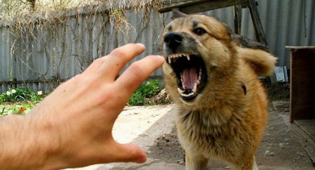 Bu ilin üç ayında Azərbaycanda 9 minə yaxın şəxsi heyvan dişləyib