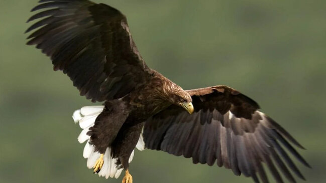 Onlar 240 ildir görünmürdü: İngiltərə səmasında nəhəng yırtıcılar müşahidə olundu