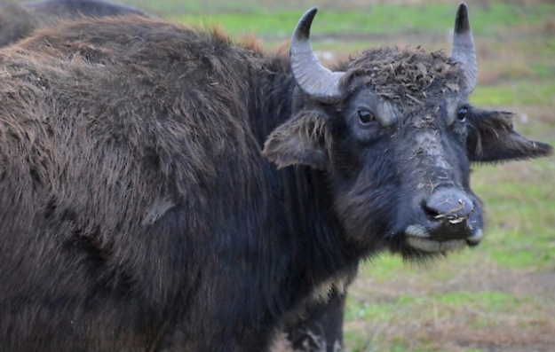 Balakəndə CAMIŞ sahibini öldürüb