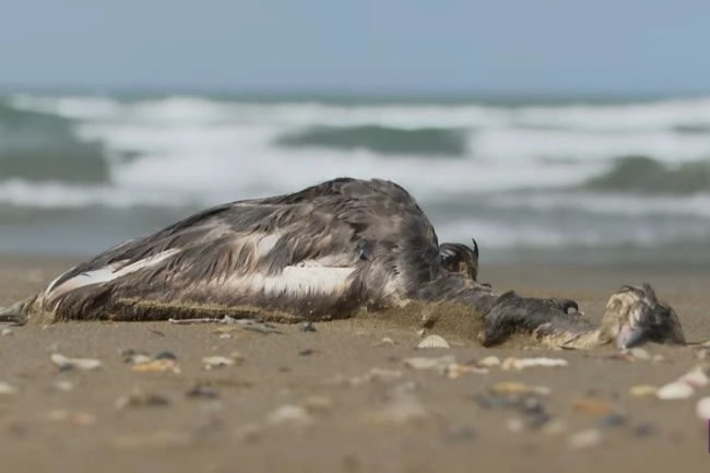 Xəzər sahilində quşlar kütləvi şəkildə niyə ÖLÜR? - VİDEO