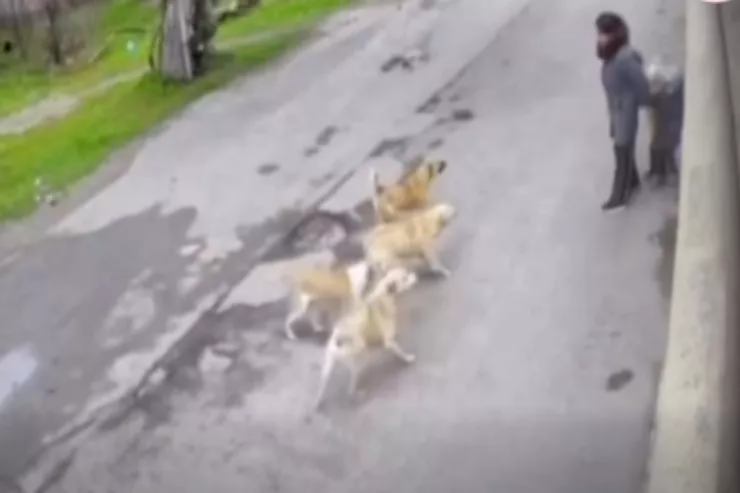 Bakıda küçə itləri ana və övladlarına hücum etdi - VİDEO