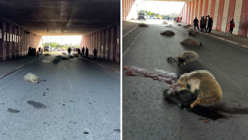 Maşın yoldan keçən qoyun sürüsünə çırpıldı, 17 heyvan tələf oldu - VİDEO