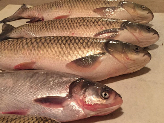 Təzə balığı necə tanımalı?