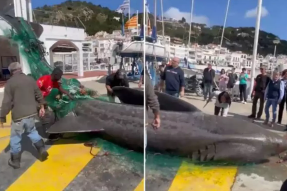 Balıqçı ov sırasında 7 metr uzunluğunda köpəkbalığı tutdu - VİDEO