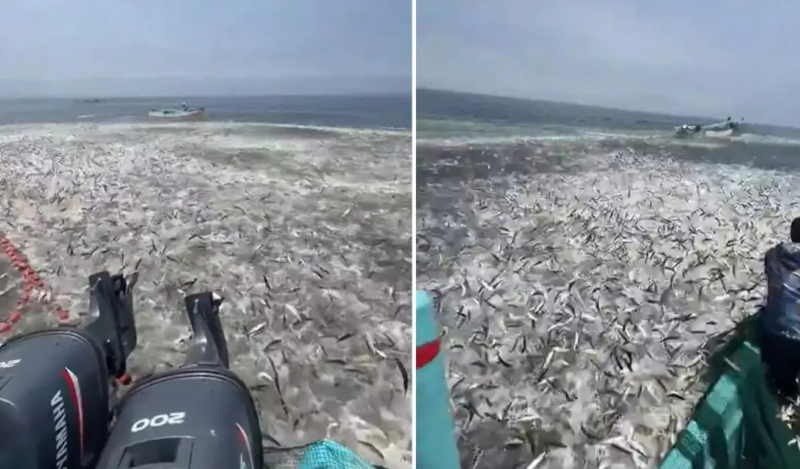 Film səhnəsi deyil, gerçək: Balıqçılar şok oldu - VİDEO