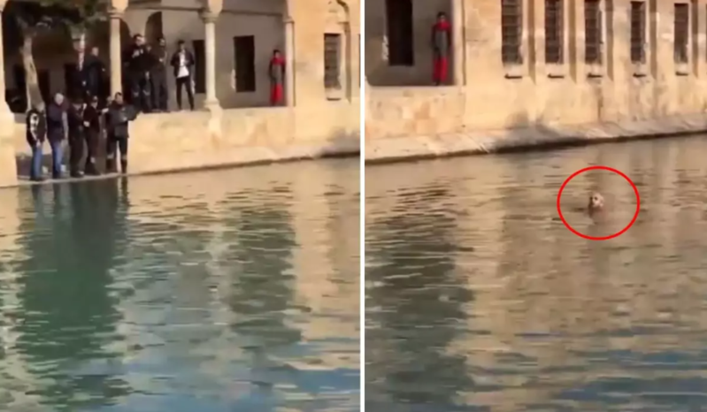 İş tapa bilməyən gənc "Ədalət axtarıram" deyərək özünü gölə atıb - VİDEO