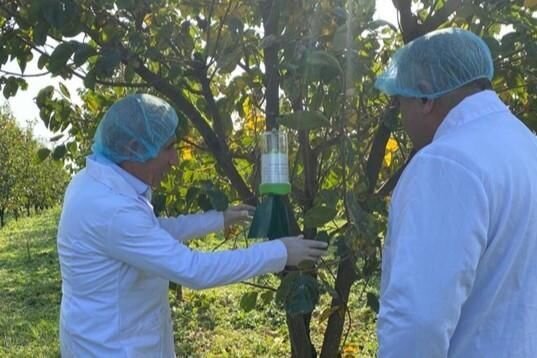 AQTA bir neçə rayonda fitosanitar monitorinqlər aparıb - FOTO