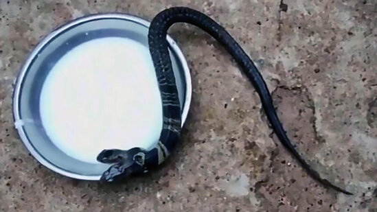 Hindistanlılar iki başlı mutant kobraya ibadət edirlər — FOTO