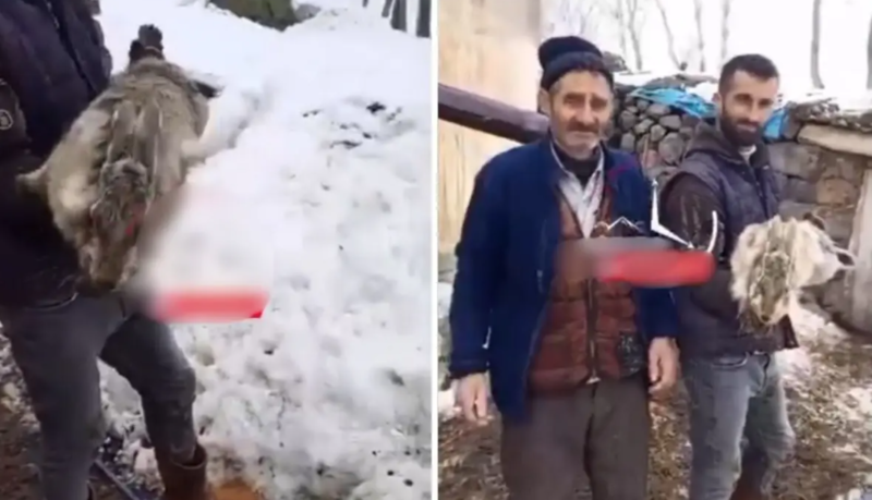 Tövləyə girən çoban nəhəng dovşanla qarşılaşıb