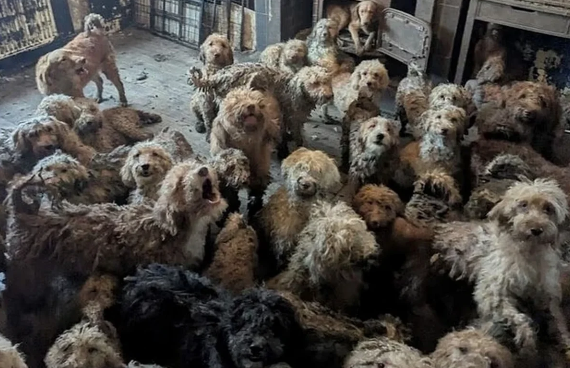 Böyük Britaniyada dəhşətli şəraitdə saxlanılan 250 it xilas olundu