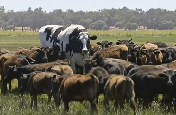 Dünyanın ən böyük əzələli öküzü - Baxanlar bir daha baxmaq istəyir - FOTOLAR