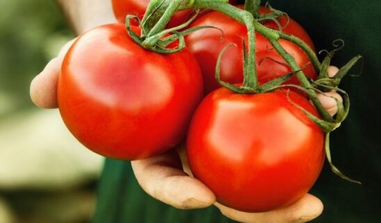 Daha səkkiz müəssisədən Rusiya Federasiyasına pomidor ixracına icazə verilib