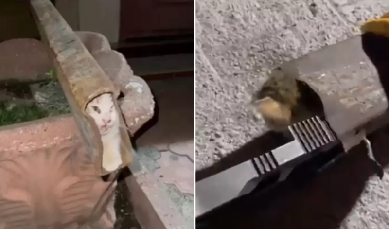 Dəmir dirəyə sıxılan pişiyi görün necə xilas etdilər