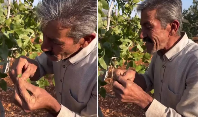 Ağac yarpağından zurna düzəltdi, çıxan səsin gerçəkdən fərqi yoxdur - VİDEO