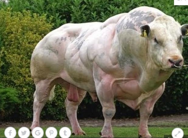 Dünyanın ən böyük əzələli öküzü - Baxanlar bir daha baxmaq istəyir - FOTOLAR