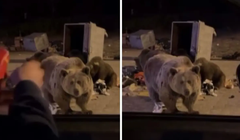 Ayıya yemək vermək istəyən şəxs az qala özü yemək olacaqdı - VİDEO