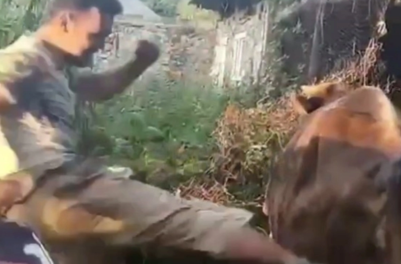 Gəncdən iribuynuzlu heyvana qarşı QƏDDAR DAVRANIŞ