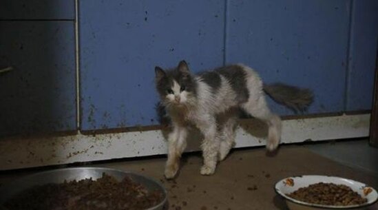 "Hər yerdən cəsədləri yığırıq": Böyükadada "pişik koronavirusu" yayılıb - FOTO