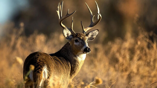 Amerikada "zombi protein" təhlükəsi: Maral xəstəliyi yeni ərazilərə yayıldı