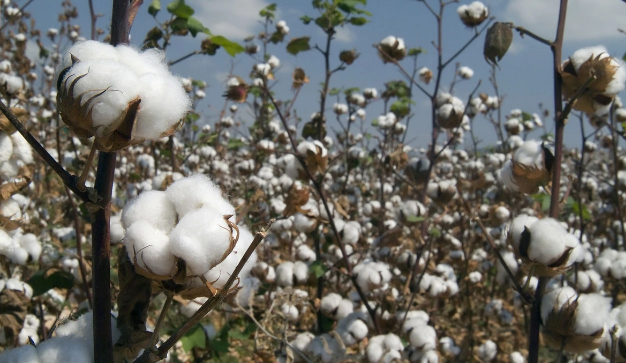 "Ağ qızıl"ın qara günləri: Dünya bazarlarında pambıq ucuzlaşıb