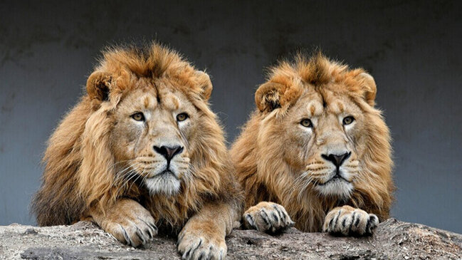 İnsanları məqsədli şəkildə ovlayan heyvanlar hansılardır?