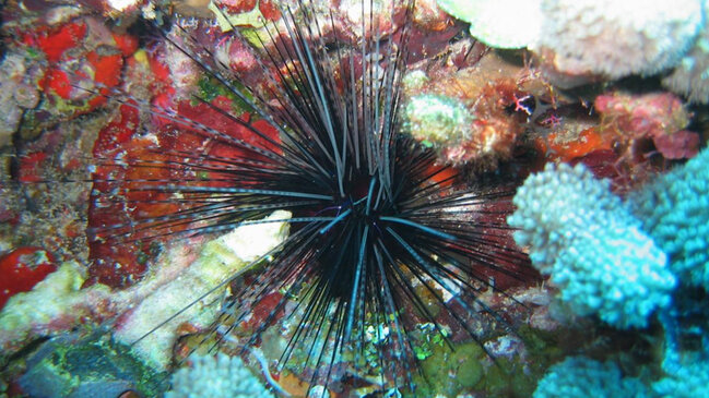 Alimlər həyəcan təbili çalır: Dəniz pandemiyası dəniz kirpilərini məhv edir