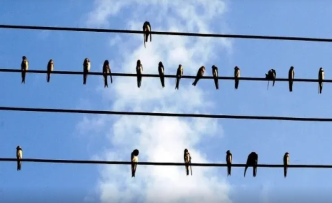 Naqillər üzərinə qonan quşları niyə "tok" vurmur? - Fenomenin fizikası