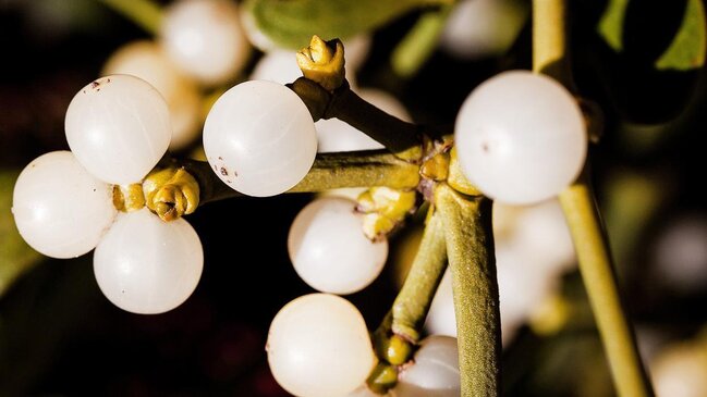 Yatmazdan əvvəl 1 stəkan için: xorultunuz kəsəcək