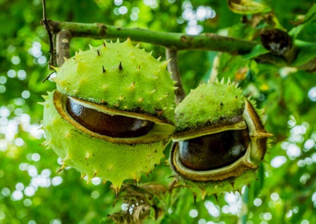 Dolabların küncünə 1 ədəd şabalıd qoyun...