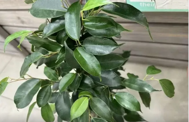 Pişiklər üçün təhlükəli olan otaq bitkiləri