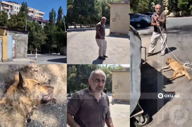 Sumqayıtda sahibsiz itə işgəncə verən şəxsin kimliyi bilindi