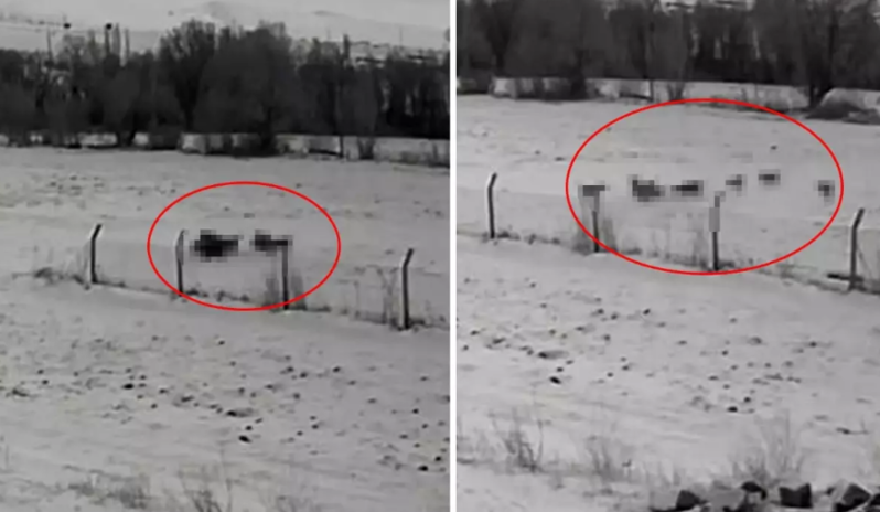 Canavar sürüsü gündüz vaxtı yaşayış məntəqəsinə hücum etdi - VİDEO - VİDEO