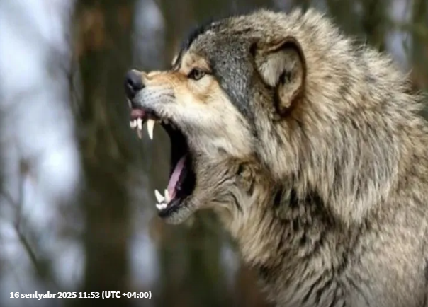 Canavar 5 yaşlı qızı parçaladı