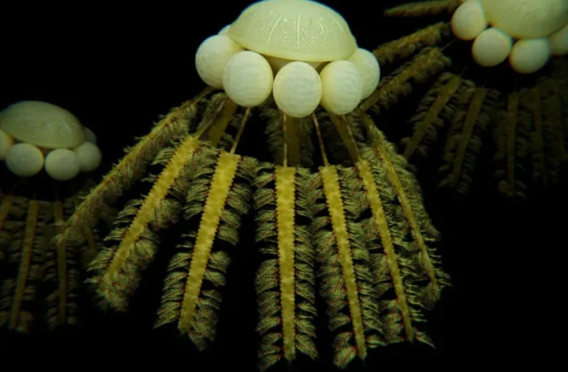 Yerdə 400 milyon il əvvəl 85% canlı sirli şəkildə yoxa çıxıb - Nə asteroid, nə vulkan təsir edib