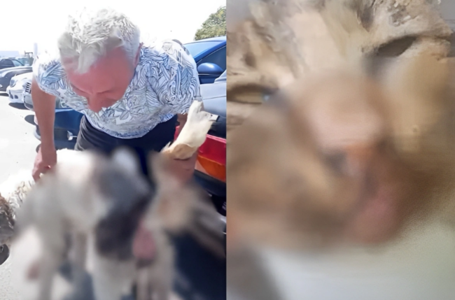 Heyvanlara qarşı dəhşətli zorakılığı kimlər ediblər? - Tükürpərdən görüntülər