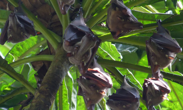 İndoneziyada yarasalarda Nipah virusuna qarşı antitellər aşkarlanıb